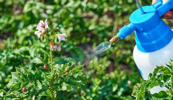 https://plagastur.previsualizar.es/ Manejo Ecológico de Plagas en Jardines y Huertos