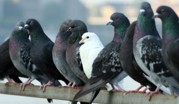 https://plagastur.previsualizar.es/ aves como plagas urbanas