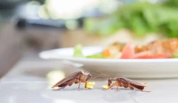 Mejores prácticas para el manejo de cucarachas en restaurantes