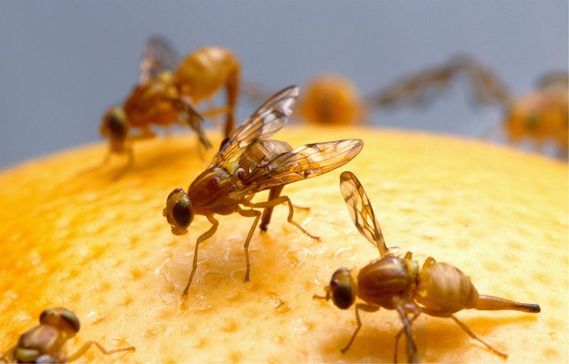 Prevención y control de la mosca de la fruta en la industria