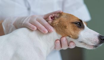 https://plagastur.previsualizar.es/ Cómo los insectos afectan la salud de mascotas