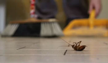https://plagastur.previsualizar.es/ Métodos naturales para el control de insectos en restaurantes