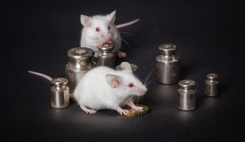 https://plagastur.previsualizar.es/ Plagas en almacenes logísticos: prevención y control