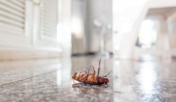 https://plagastur.previsualizar.es/ Qué hacer si encuentras una infestación en la cocina